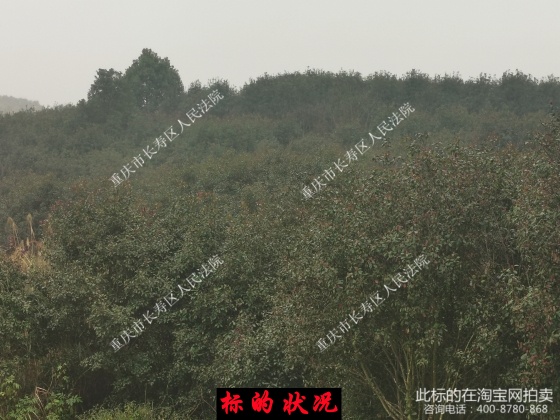 һ�� �ؑc�к��S���B�@�����޹�˾�Nֲ���ؑc���L�ۅ^�����̫�ʹ�ļt�~ʯ����������𻨵���ľһ��